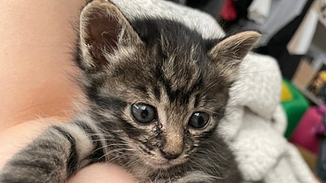 漏斗胸の子猫を救いたい！！ のトップ画像