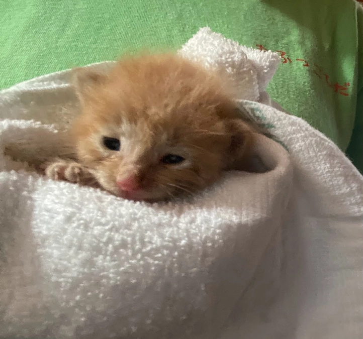 子猫保護続いています！