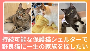 保護猫シェルターのある雑貨屋で野良猫に一生の家族を探したい のトップ画像