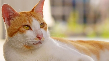 TNR活動を応援！厳しい環境で生きるのら猫を増やさないために。 のトップ画像