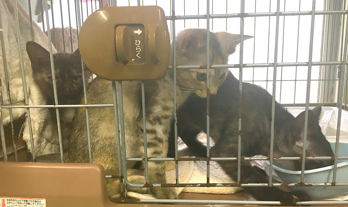 生後3カ月になった赤ちゃん猫たちはヤンチャ盛りの女の子に育ちました