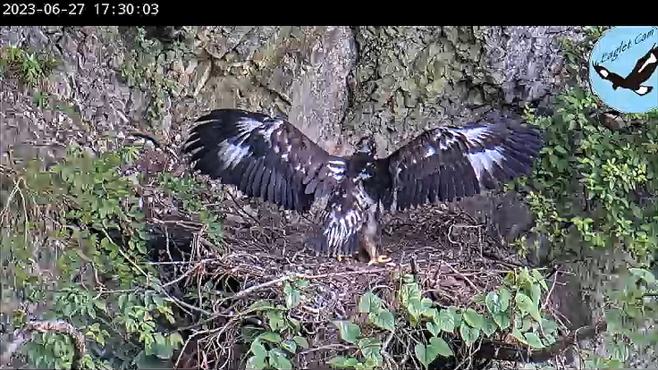 イヌワシの生息地が失われないように。ライブ配信で届けたい！ 4枚目
