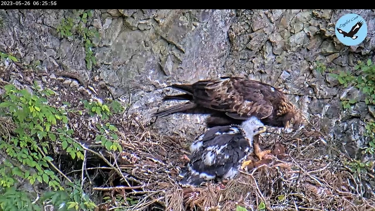 イヌワシの生息地が失われないように。ライブ配信で届けたい! 3枚目
