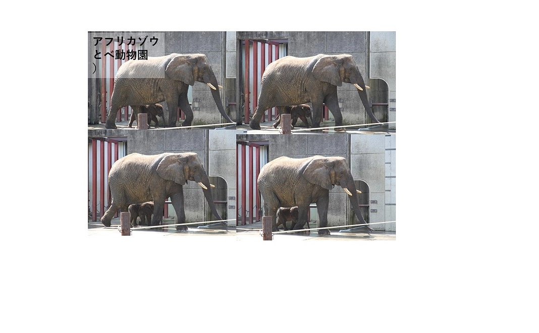 感謝のメール　動物の壁紙