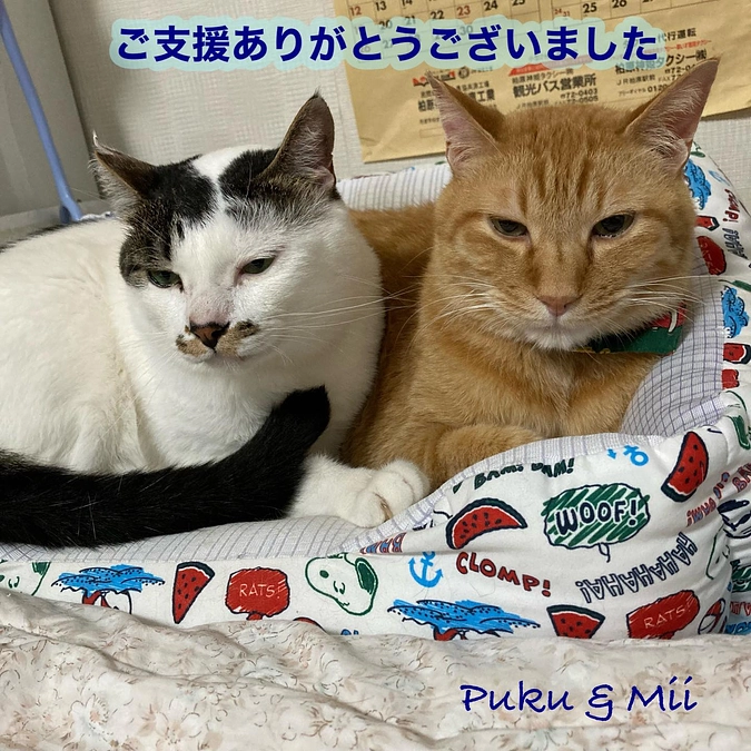 5月継続支援収支報告