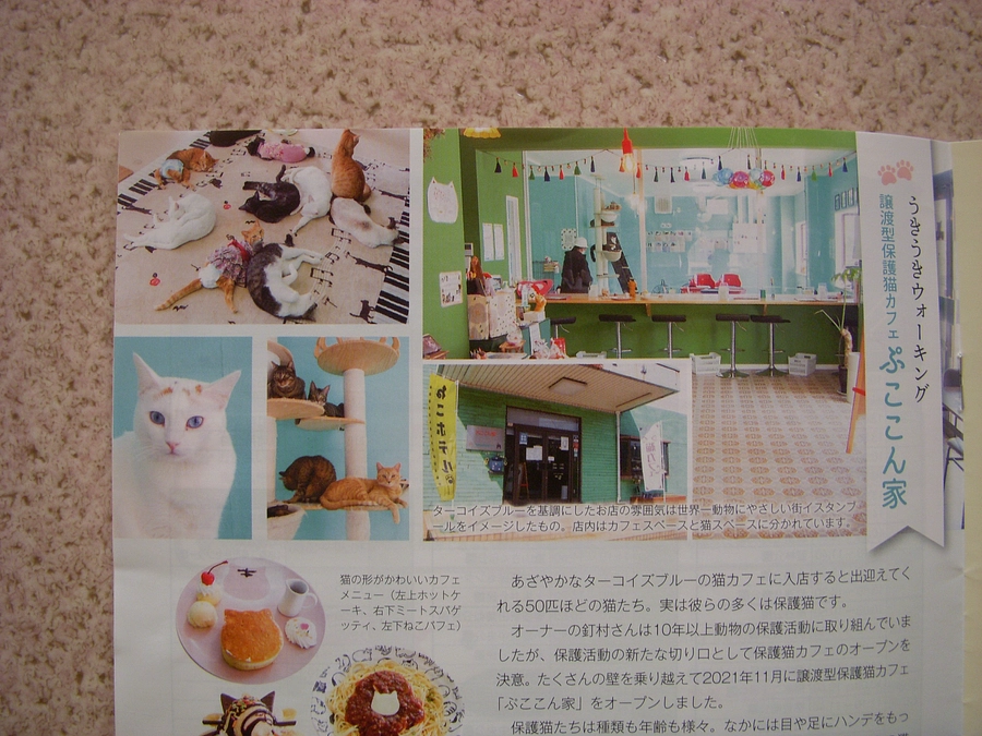 ぷここん家さん　特集記事はこれだ！！！