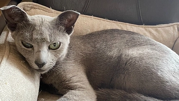 【FIP】いぶし君の命を救うため、お力を貸してください！ のトップ画像