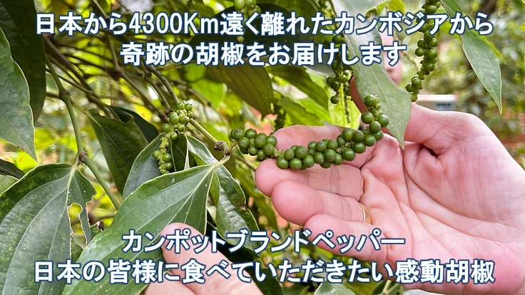 カンポットペッパーを未来へ、次の世代へ繋ぎたい!