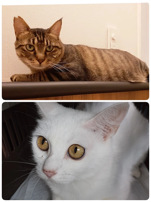 【やまと君】【りぼんちゃん】のおうちへトライアル出発。【パトラちゃん】もトライアル出発