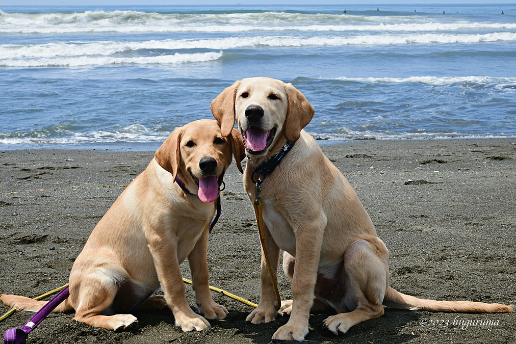 【ご報告】新たに仔犬２頭を迎え、新拠点での育成がスタートしました！
