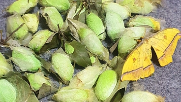 奄美大島の固有種アマミヤママユガで高品質のシルクを作る！ のトップ画像