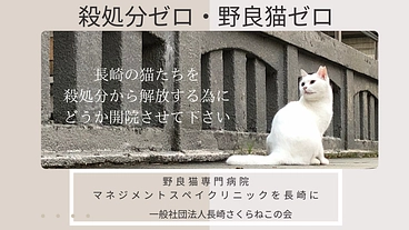 長崎さくらねこの会/長崎にマネジメントスペイクリニックを作ります のトップ画像