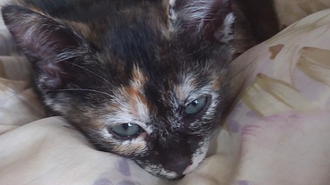 野良猫家族(親3子4）の命を守りたい のトップ画像