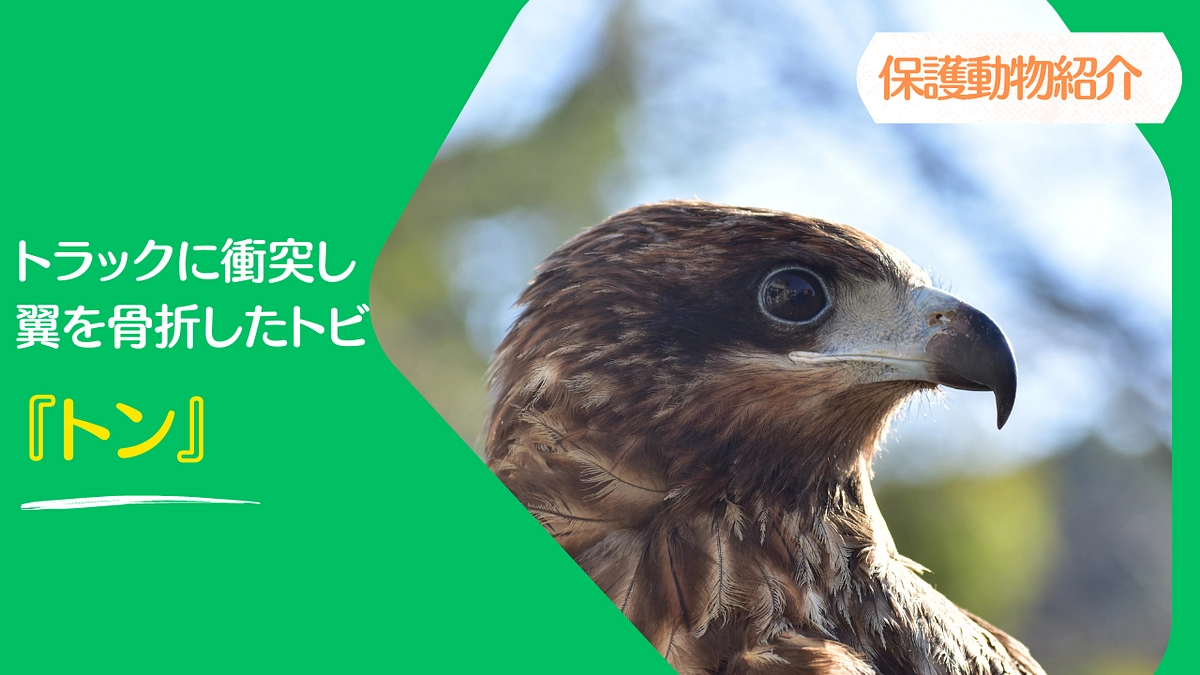【JWCの保護動物紹介】トラックに衝突し翼を骨折したトビ『トン』