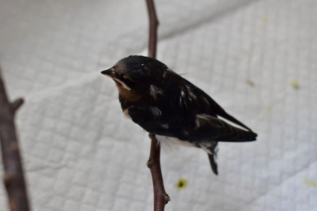 【保護情報】巣から落ちていたツバメのヒナ