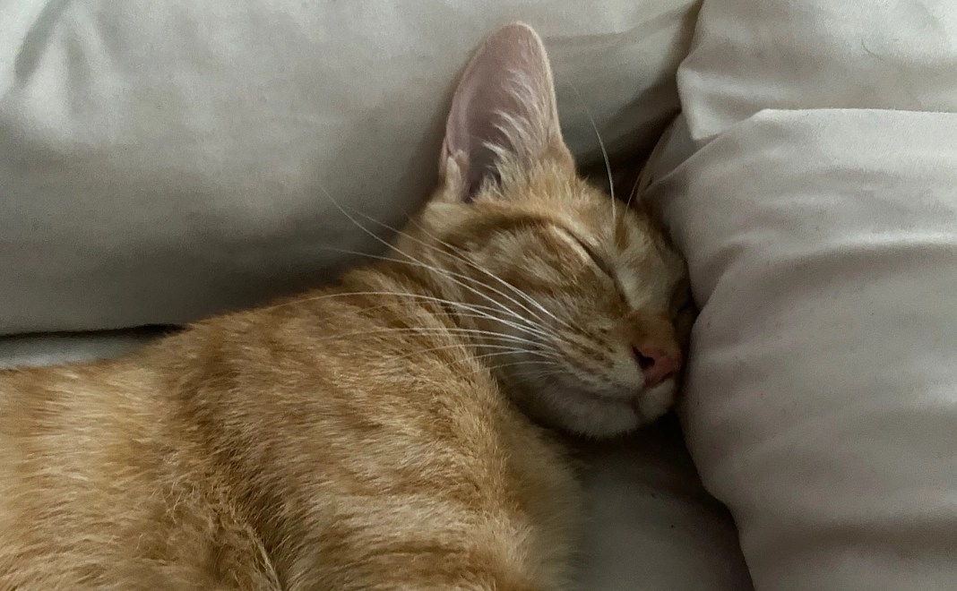 感謝メール＆画像1枚