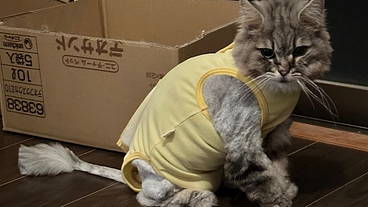 左鼻腔〜口腔内扁平上皮癌の猫マリアの治療を継続したい。 のトップ画像