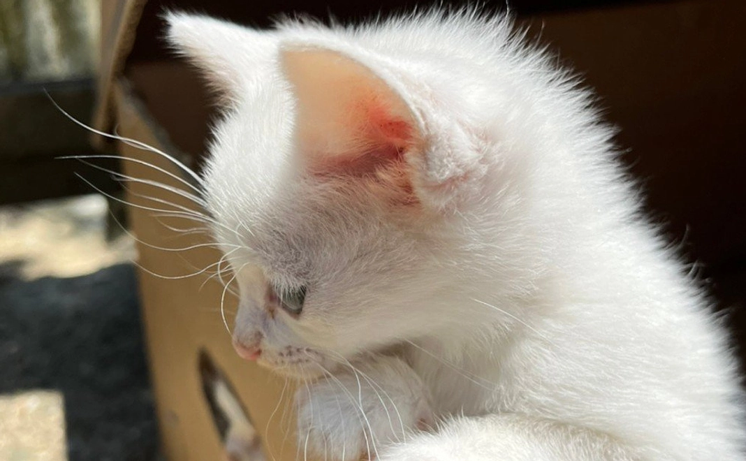 純粋応援｜1万円コース