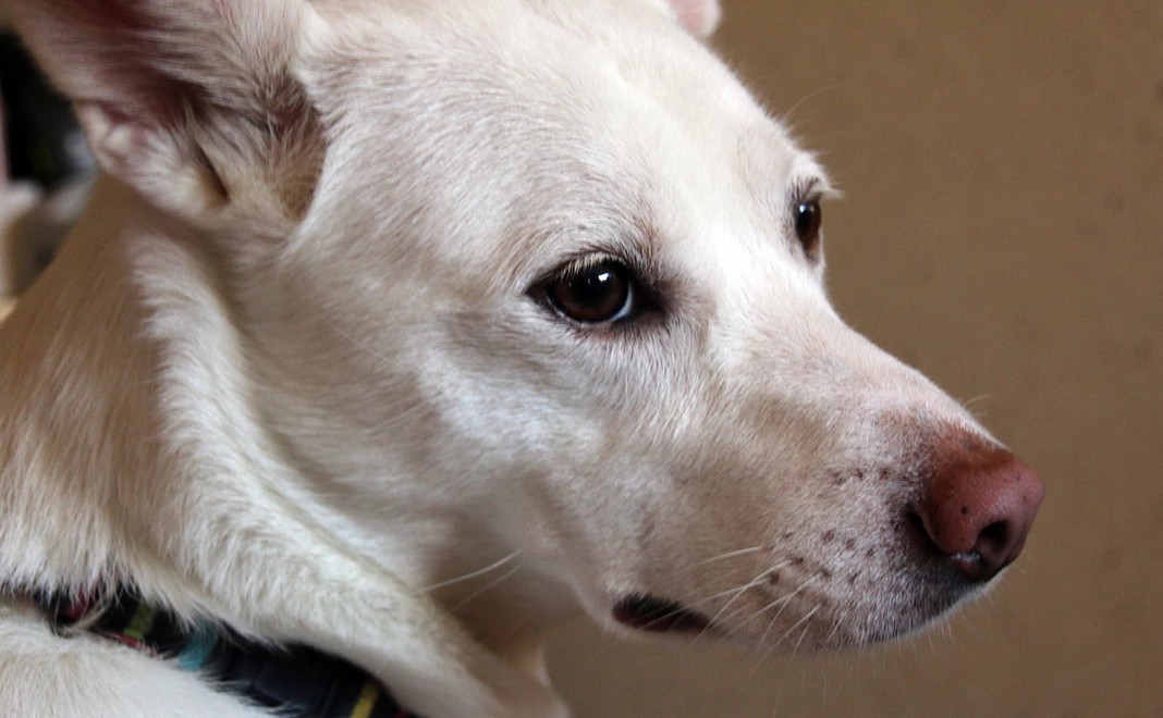 純粋応援｜3千円コース