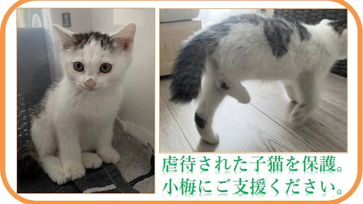骨折した赤ちゃん野良猫を保護...治療費のご支援お願い致します!