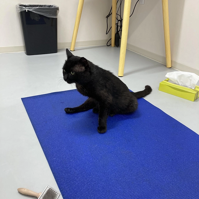 ネロちゃんMRIを撮ることになりました