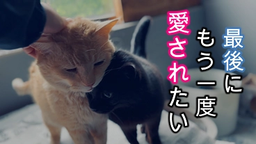 人に愛され、捨てられたシニア猫たちに最後のおうちをプレゼントしたい のトップ画像