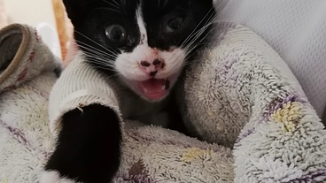 保護した子猫が開放骨折のため断脚手術 　ご支援お願いします のトップ画像