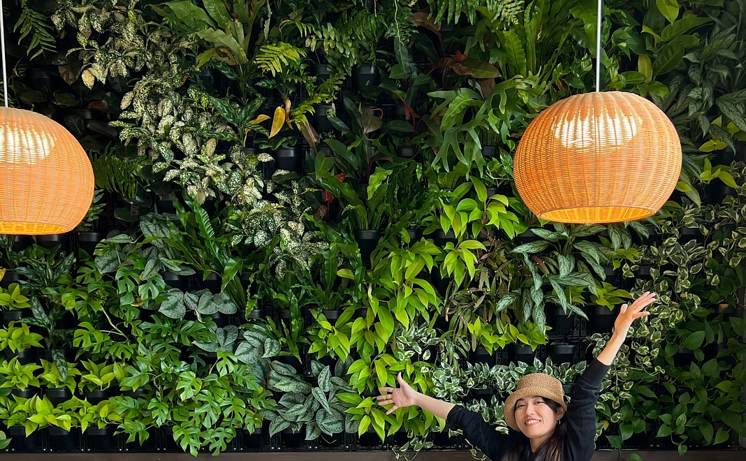 植物オーナーA 「成長する壁」