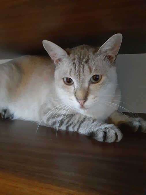 【つくし】君好酸球肉芽腫との診断