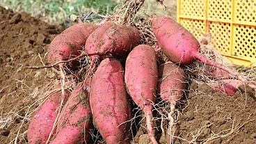 【農地再生】千葉県の空き農地をさつまいも畑でいっぱいにしたい!! のトップ画像