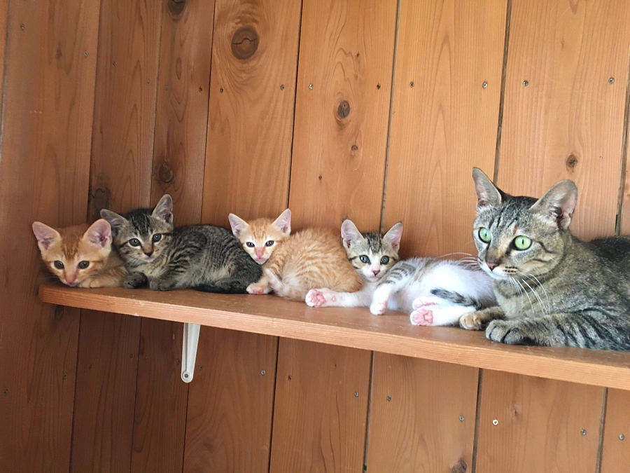 Wan life代表　島田の思い