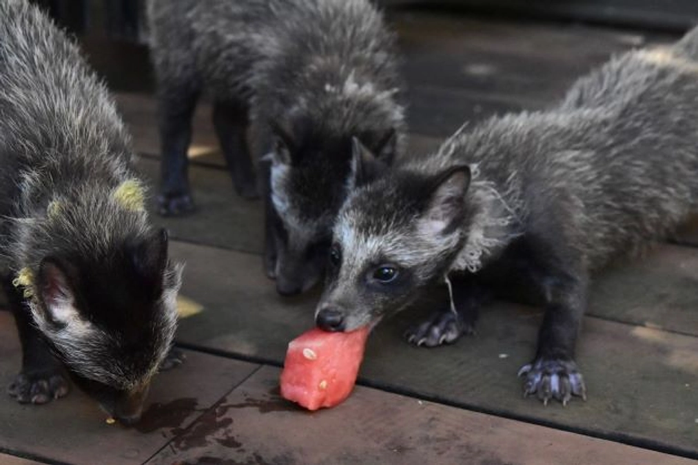 動物たちに素敵な贈り物が！