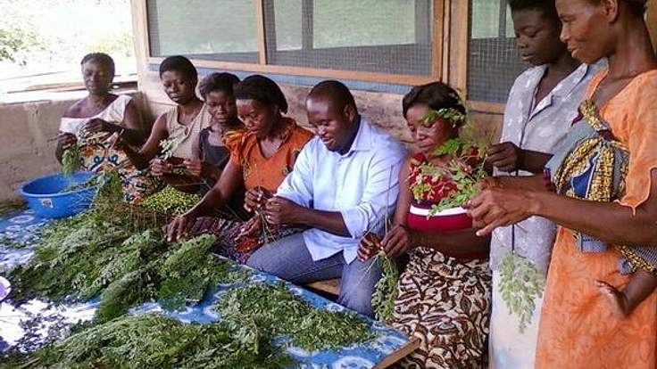 栄養満点「モリンガ」の生産でガーナに雇用を!そして多くの人に健康を届けたい!