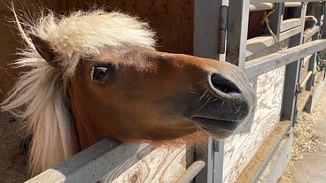 昔飼われていた場所に、再び馬を招致し、循環型農業をみんなで楽しもう のトップ画像