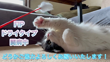 【FIP】テオくんの命を救うためどうかご協力をお願いいたします！ のトップ画像
