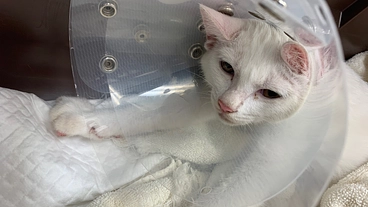 交通事故で下半身付随となった子猫をもう一度歩かせてあげたい のトップ画像