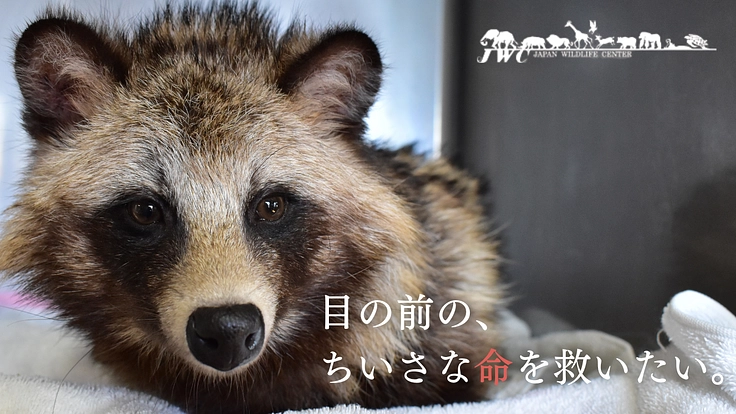 傷付いた野生動物達を救う。運動場を増設し適切なリハビリケアの実現へ