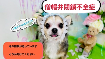 僧帽弁閉鎖不全症のチワワ、ららの命を助けてください。 のトップ画像