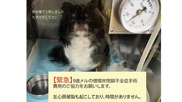 9歳メルの僧帽弁閉鎖不全症の【心臓手術、入院費用】のお願い のトップ画像