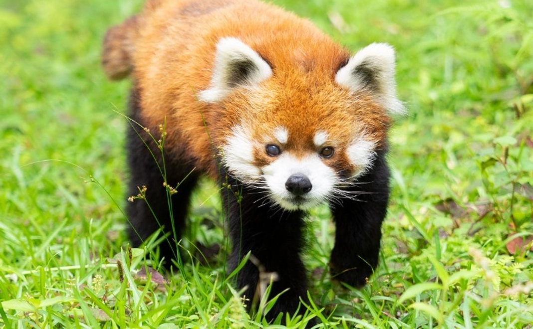 【7/30追加】風太愛用ブランケットコース