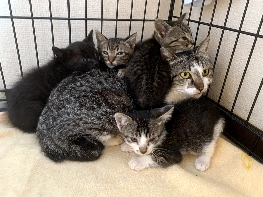 スタッフ熊谷の初めてのTNR   親子猫のこと