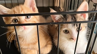 保護猫の飼育環境を改善したい！ のトップ画像