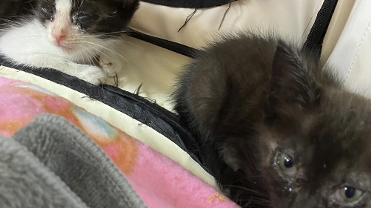 2匹の子猫の緊急保護依頼アリ