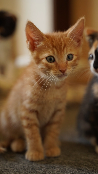 ちゃびちゃんと同じで美人さんです！