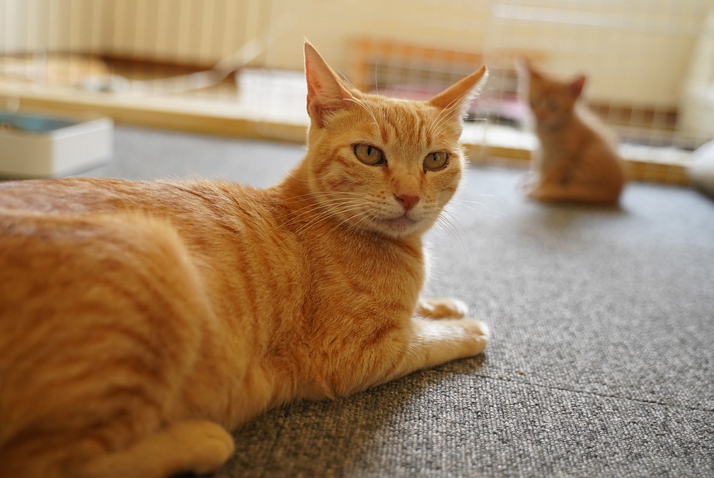 ちゃびちゃん！