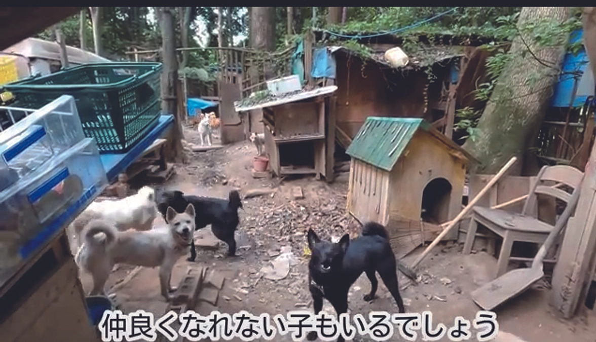 現在取り組んでいる緊急案件の報告です。山火事と40頭多頭飼育崩壊。