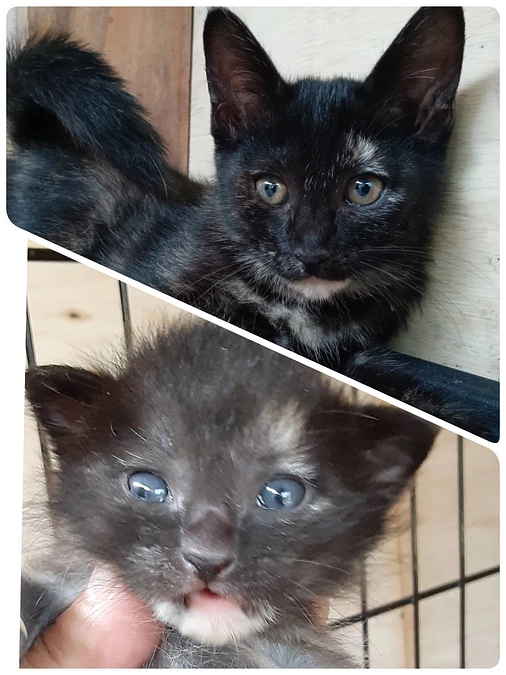 サビちゃん子供達①