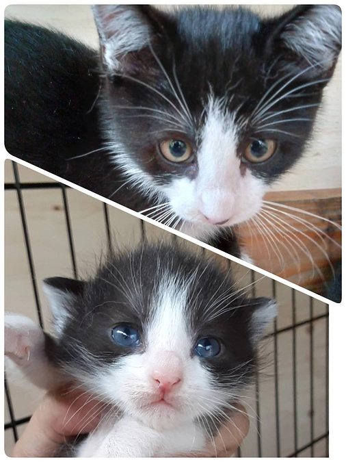 サビちゃん子供達②