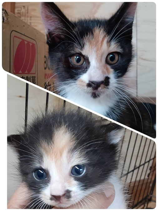 サビちゃん子供達③