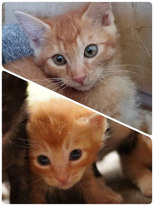 サビちゃん子供達⑤